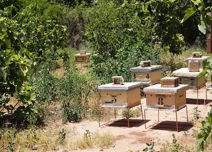 Ferme D\'Hotes Pouvoir Des Plantes